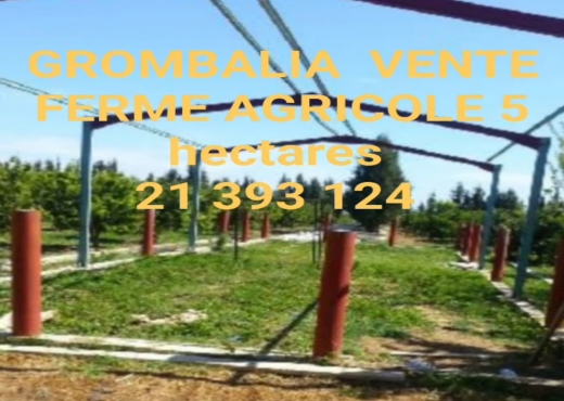 A Vendre Ferme Grombalia - image 3
