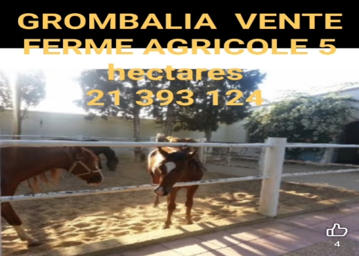 A Vendre Ferme Grombalia - image 4