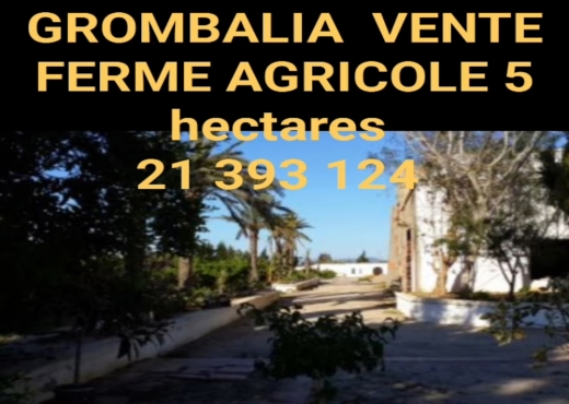 A Vendre Ferme Grombalia - image 2